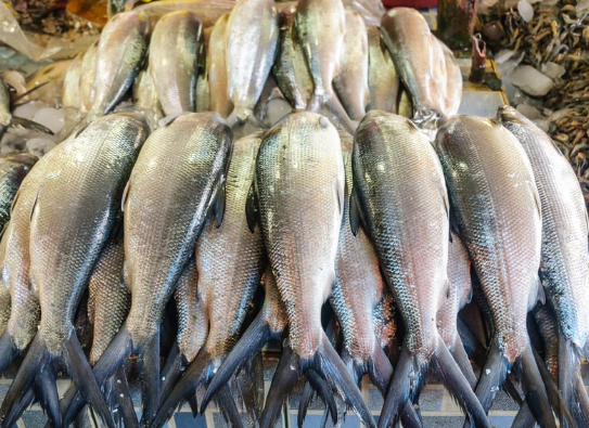 manfaat ikan bandeng untuk MPASI, MPASI ikan bandeng, menu MPASI sehat, protein hewani untuk bayi, makanan untuk kecerdasan bayi, cara mengolah ikan bandeng untuk MPASI, Bunda, si Kecil